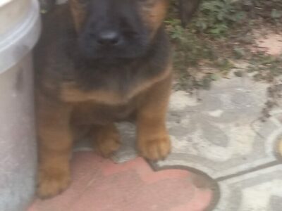 Щенята в добрые руки