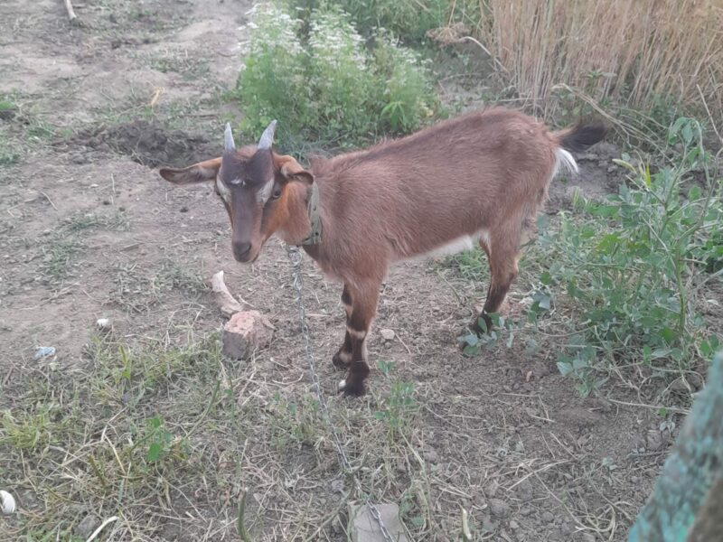 Продаю козочку