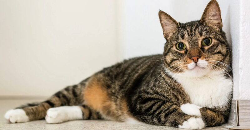 Животные 123 тест